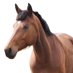 New Equine Client Package 1 Horse