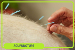 Advanced Acupuncture