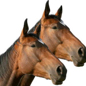New Equine Client Package 2 Horse