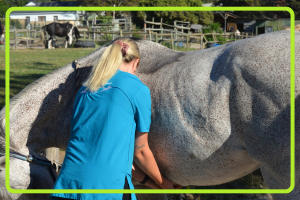 Equine standard Physiotherapy