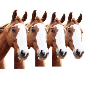 New Equine Client Package 4 Horse