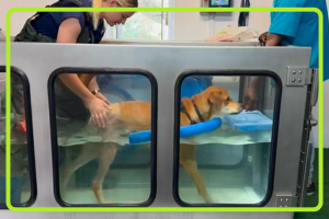 Advanced Underwater Treadmill