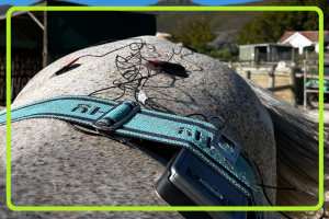 Equine Extended Physiotherapy