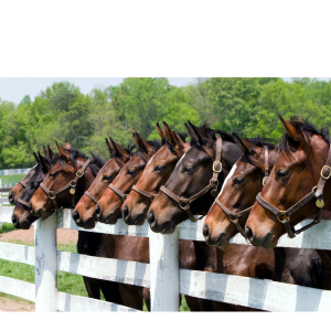 New Equine Client Package 7 Horse