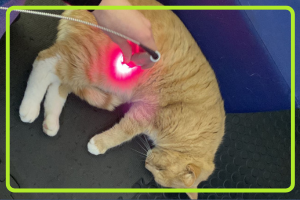 Express Laser