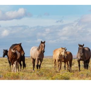 New Equine Client Package 6 Horse