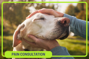 Specialist Pain Consultations